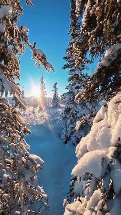 A gentle winter morning near Glennallen Alaska. Breathtaking 🌲❄️ 🎥 = @johnderting on IG