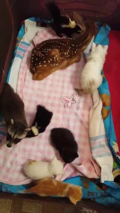 There are too many smols they must be stopped