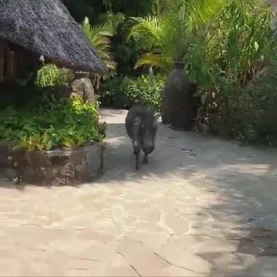 A friendly warthog approaches.