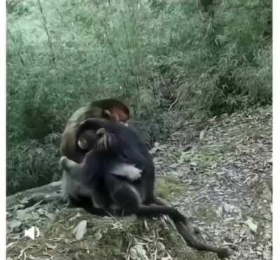 Rare footage of two endangered golden monkeys hugging