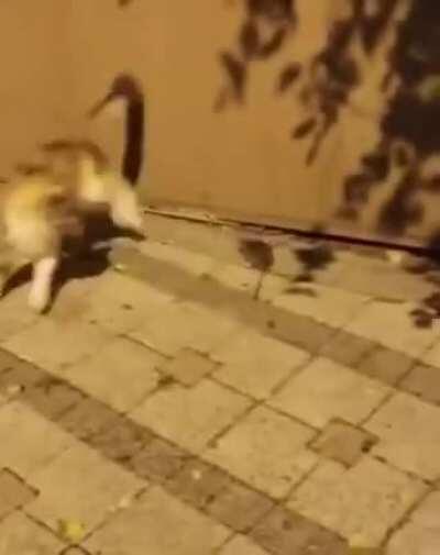 Спонтанность в нужный момент спасает шкуру.