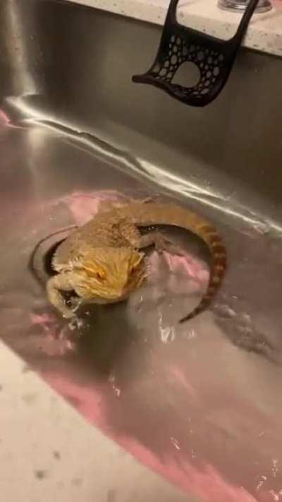 Rogelio has been super lethargic lately and refusing vegetables. His femoral pores are impacted for lack of activity. So we’ve done nightly baths the past week. He was super chipper last night. But I’m a little worried about him ): any advice for veg or a