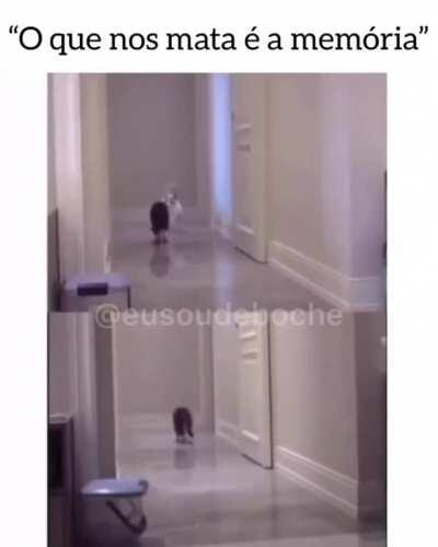 Achei esse vídeo no Instagram, doeu na alma (pagina @eusoudeboche)