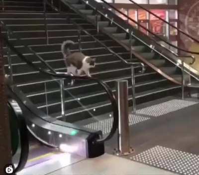 Catculating how to get off this infernal contraption.