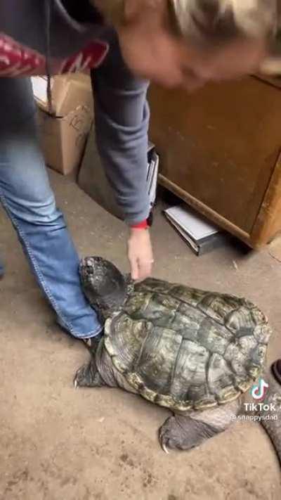 For everyone who liked the video I posted yesterday, here’s another angle of Snappy