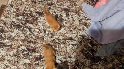 Foster kittens or potatoes?