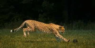The head stabilization of cheetahs while running.