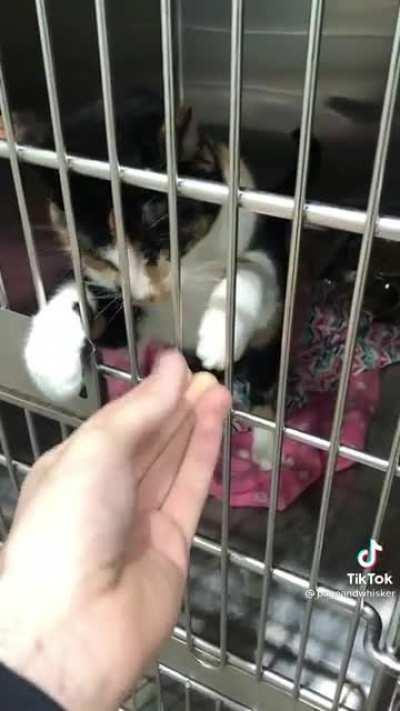 Shelter cat telling human to pet her