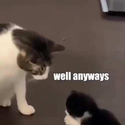 The circle of cat initiation ritual