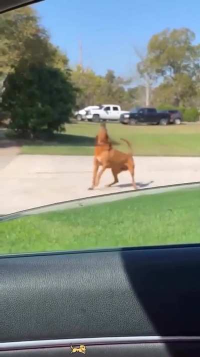 Talkative Dogs