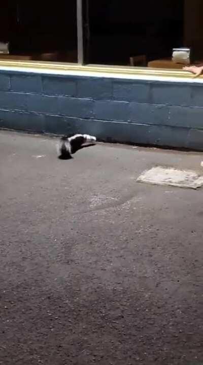 I saved a skunk from a McFlurry