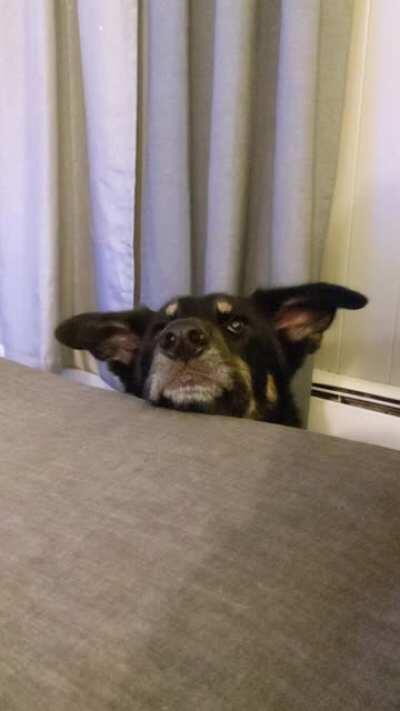 Telling me all about losing his squeaker under the couch.