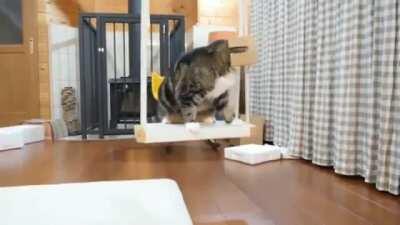 Cat On A Swing With Safety Helmet