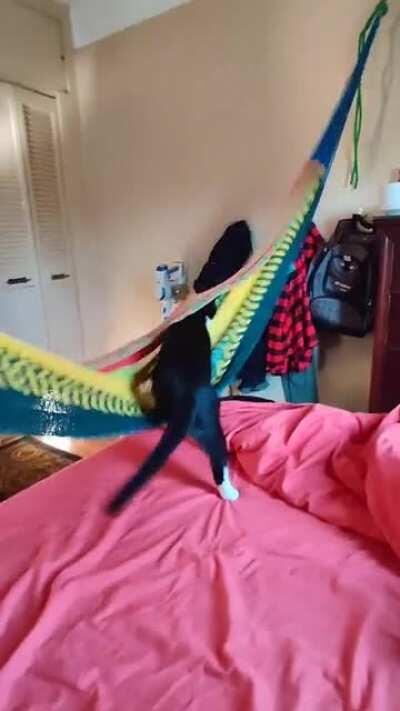 My kitten gets in the hammock like a person
