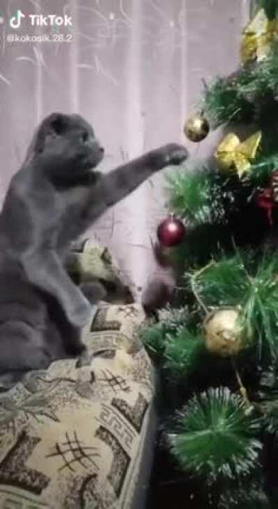 Когда сказал коту, что он - бесполезное создание