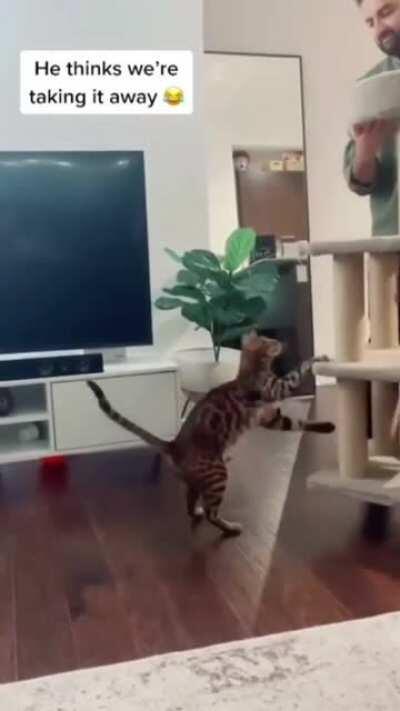 Meow never abandons it's post