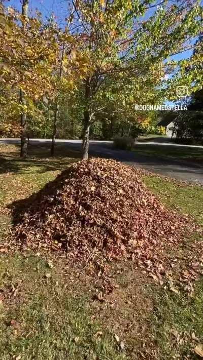 This dog is a professional 