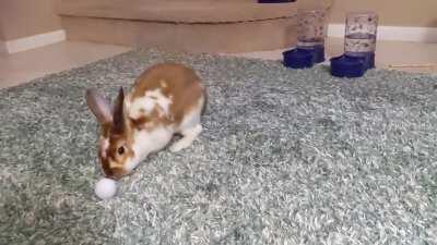 After refusing every toy we've ever bought her for years, Merida falls in love with a golf ball we found in the woods.