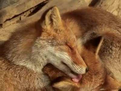 Fox bathing time