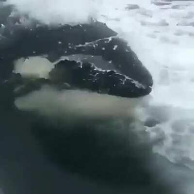 A Curious Killer Whale