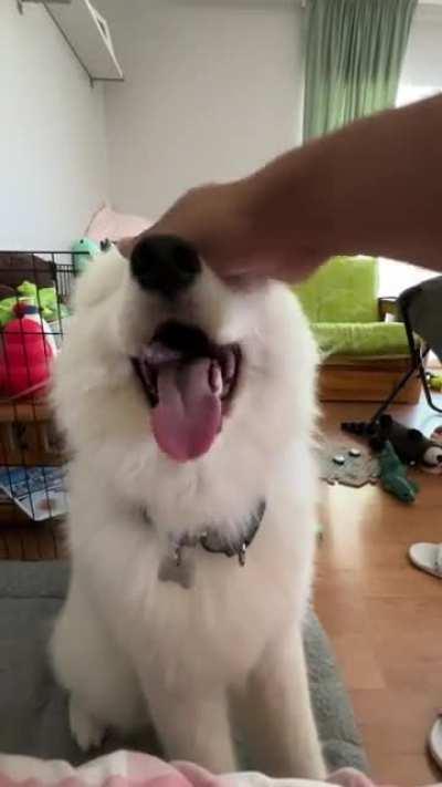 Over petting a samoyed