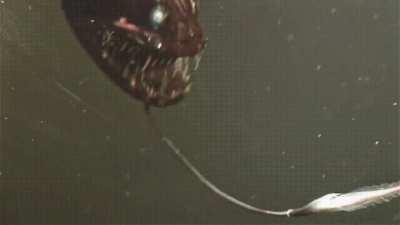 Viperfish can live as deep as a mile down in the dark ocean depths