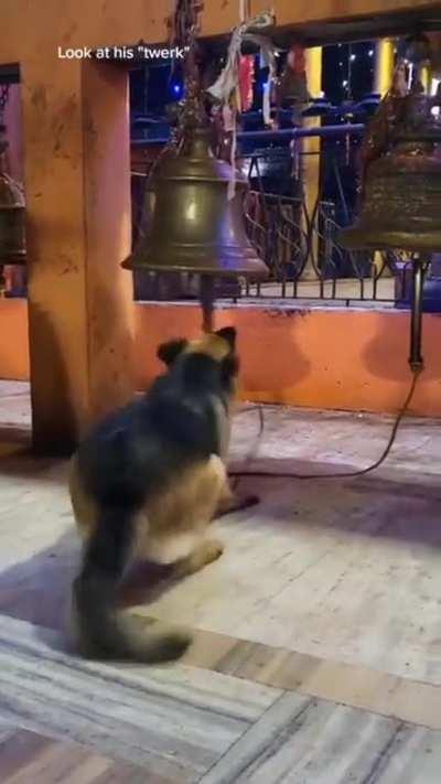 Dog is having fun ringing the bell