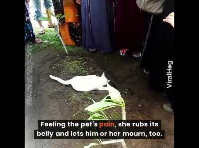 A cat tries to dig his owner’s grave while getting pulled away