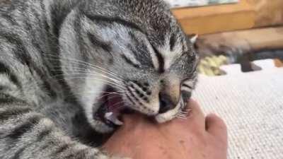 Falling asleep mid-bite is so not cool