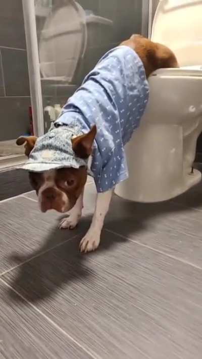 Cachorro Mijando > Cachorro Vomitando