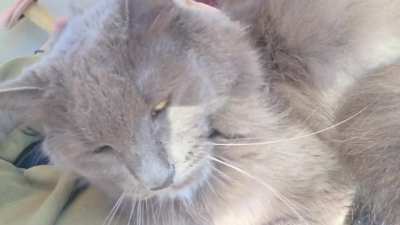 Tapatio's spicy purrs!