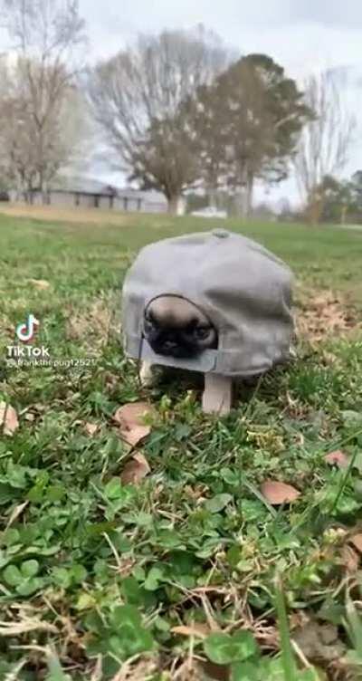 The rare pug turtle