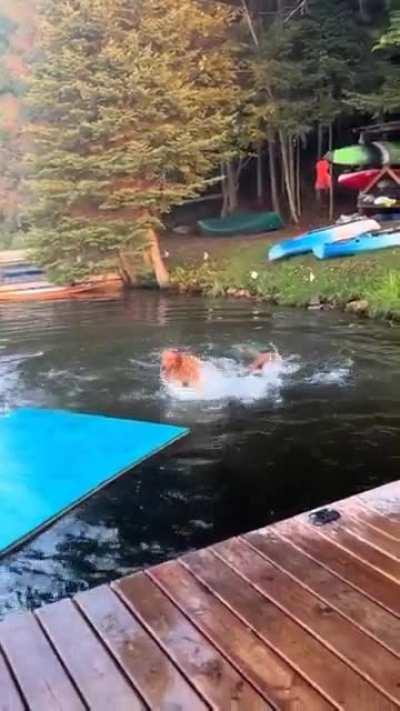 dogs river swimming