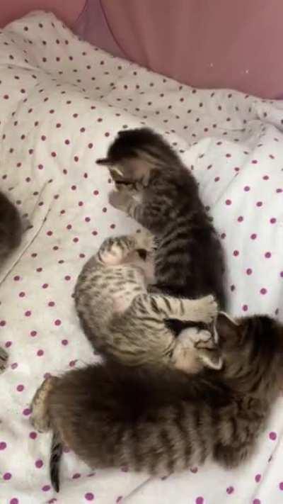 Update to my illegally smol itty bitty kitty committee I posted yesterday learning how to play. We are getting much better at bats, swipes and bites!!