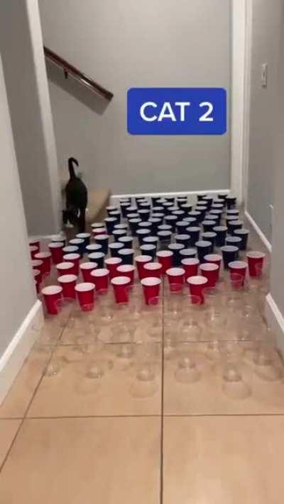 Which one is your cat?