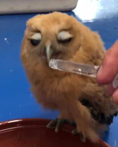 Owl have a sip