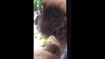 Monke scream, spin and then disappeared