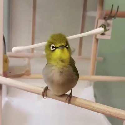 I AM THE Q-tip HOLDER