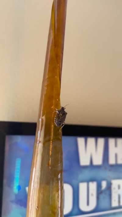 This dumb little guy climbing up the flypaper by my back door, completely unbothered..