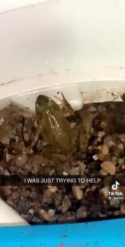 Frog really does NOT want help.