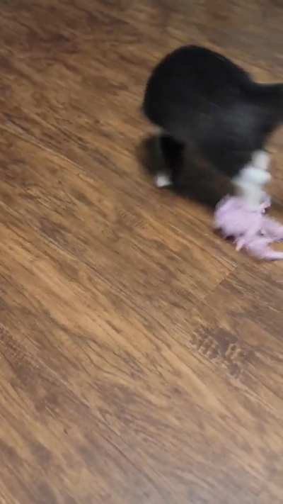 Was suggested to bring this lilturdnugget here..