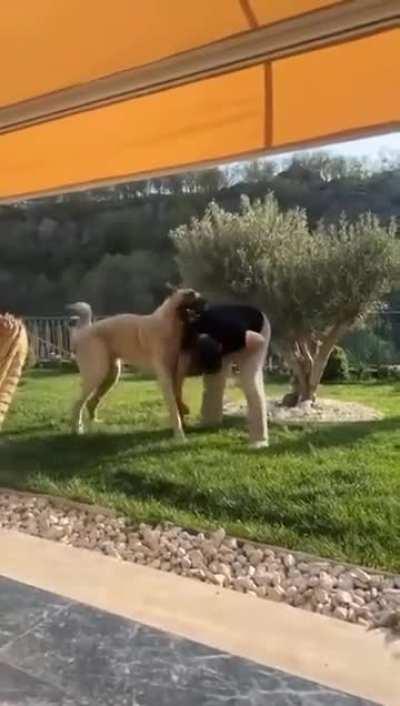 of a Kangal Shepherd Dog