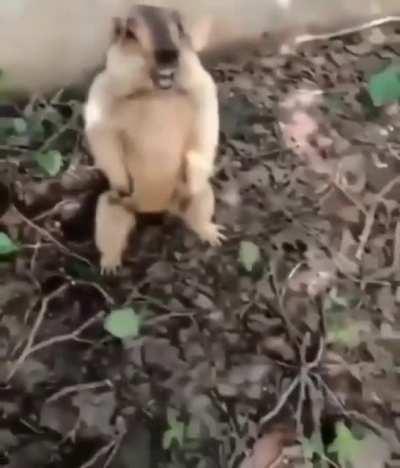 A wild rat pat has appeared