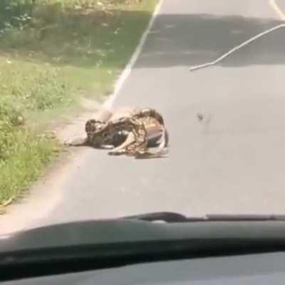 Saving deer life made me smile