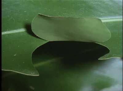 🔥 This caterpillar creates a little hut to hide from predators while eating