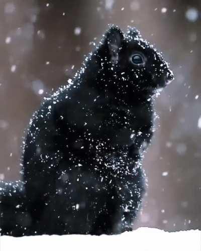 Check out this video of a rare black squirrel in the snow 🐿️