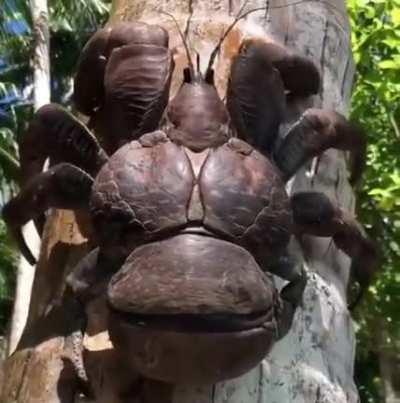 Half sized coconut crab