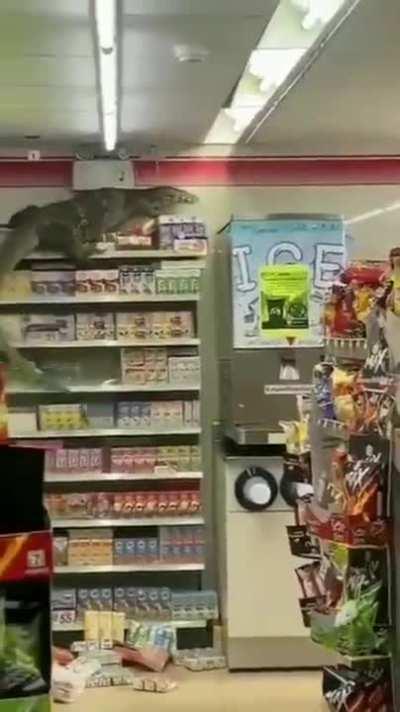Giant lizard terrorizes a market in Thailand
