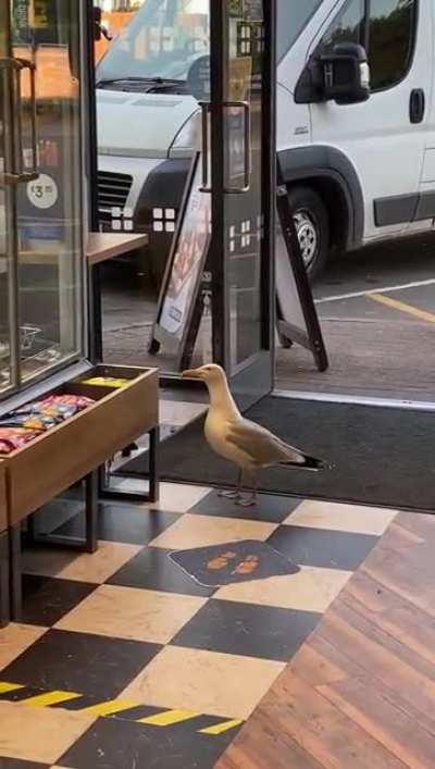 Seagull steals crisps from Greggs (Not my content but from my town - see comments for link)