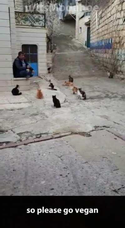 Syrian guy prepping cats for Ramadan